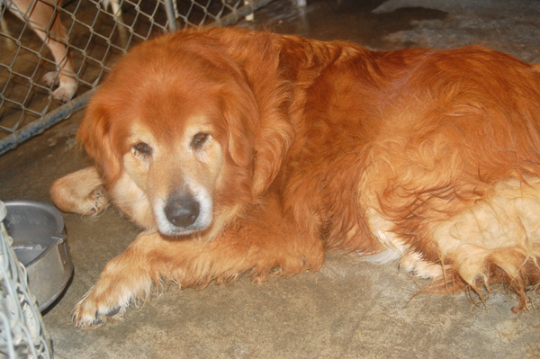 Other Photos of thie Dog