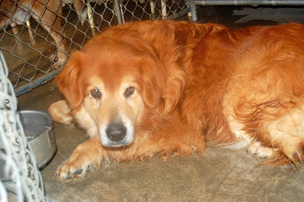 Other Photos of thie Dog