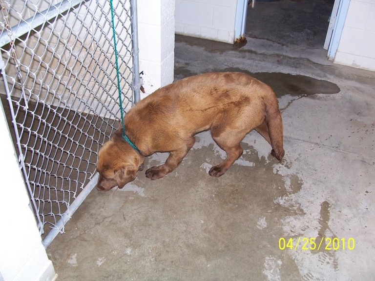 Other Photos of thie Dog
