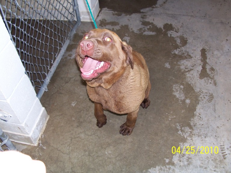 Other Photos of thie Dog