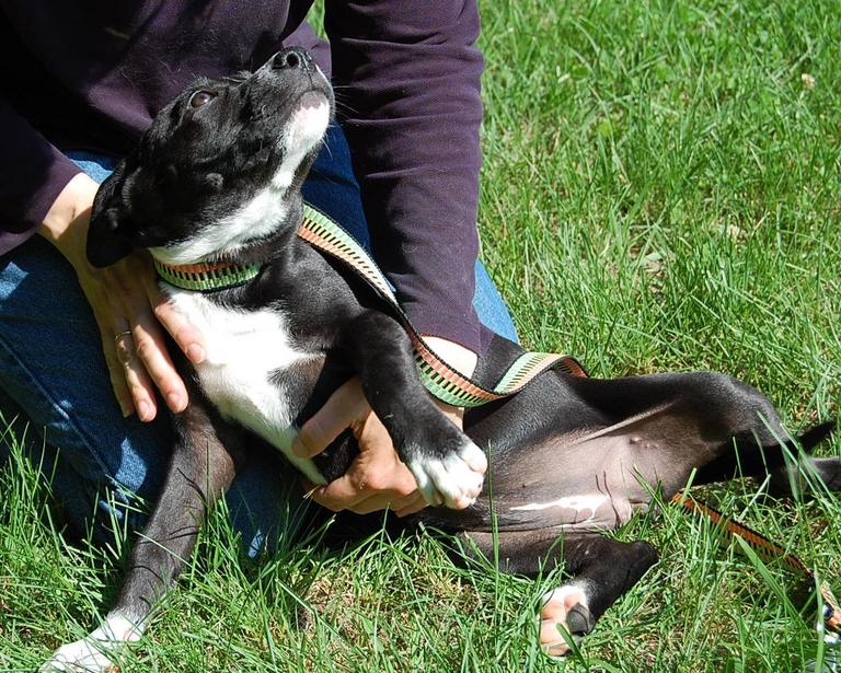 Other Photos of thie Dog