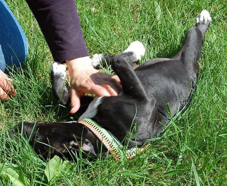 Other Photos of thie Dog