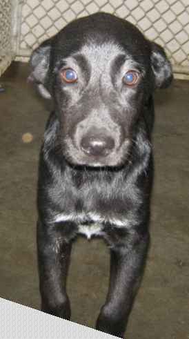Other Photos of thie Dog