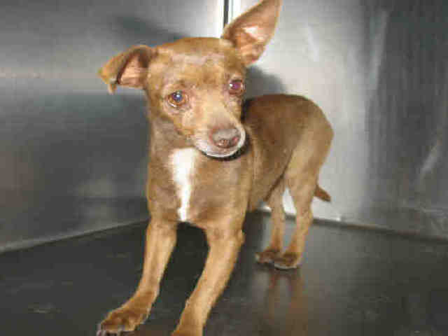 Main Photo of this Dog