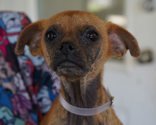 Main Photo of this Dog