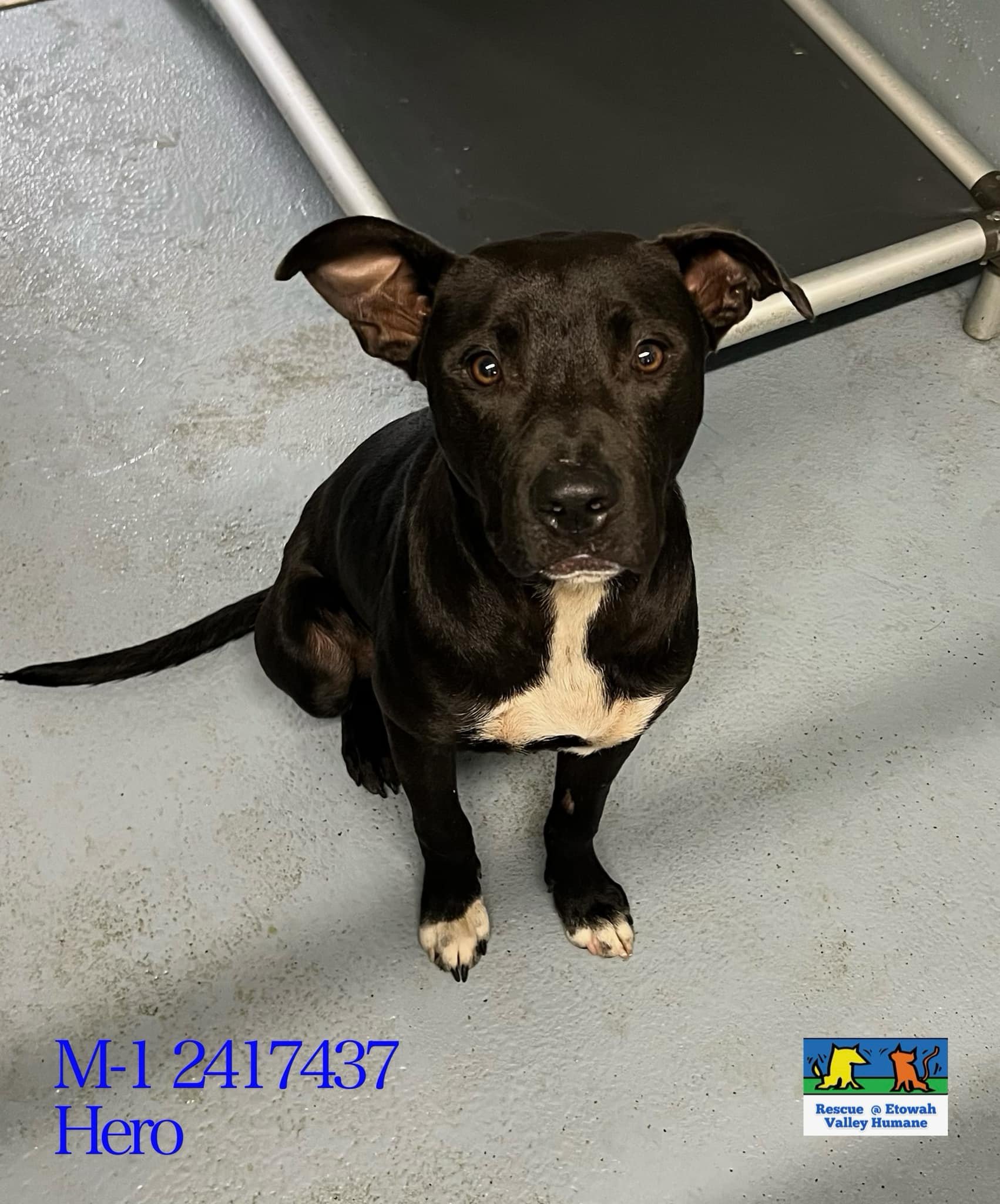 Main Photo of this Dog