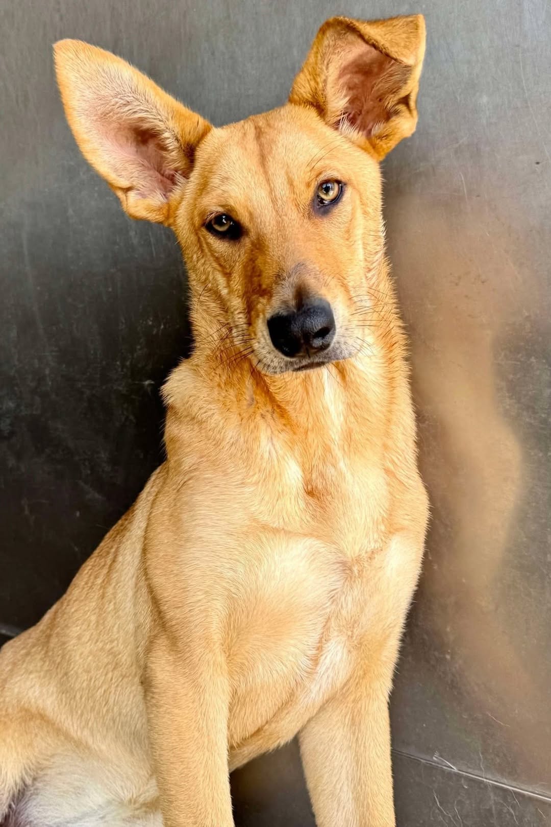 Main Photo of this Dog