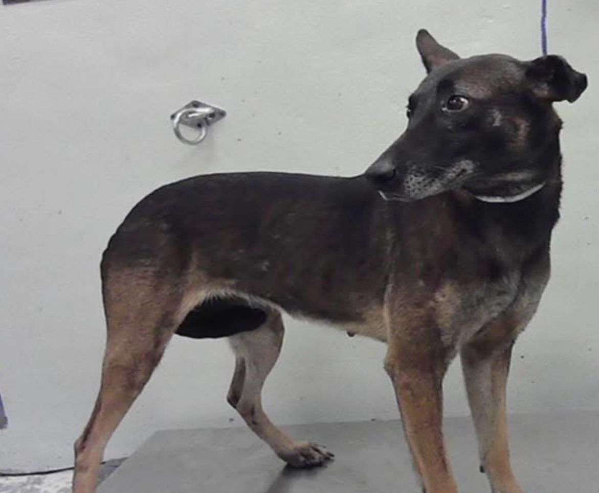 Other Photos of thie Dog