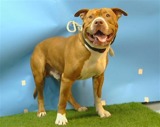 Other Photos of thie Dog