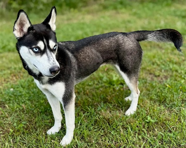 Ice, a Siberian Husky, available for adoption