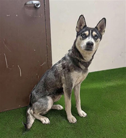 Ice, a Siberian Husky, available for adoption