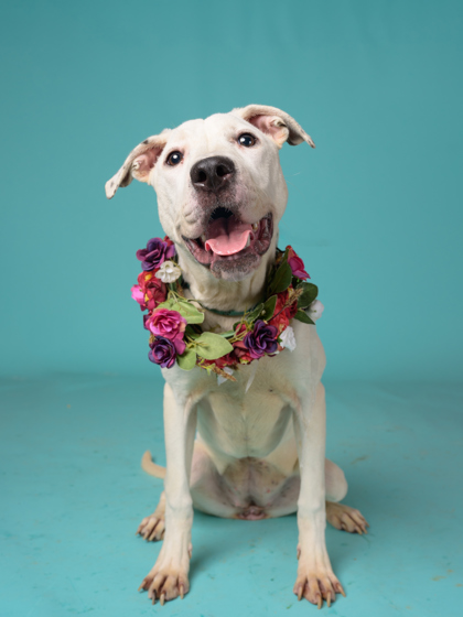 Hamper, a Terrier, available for adoption