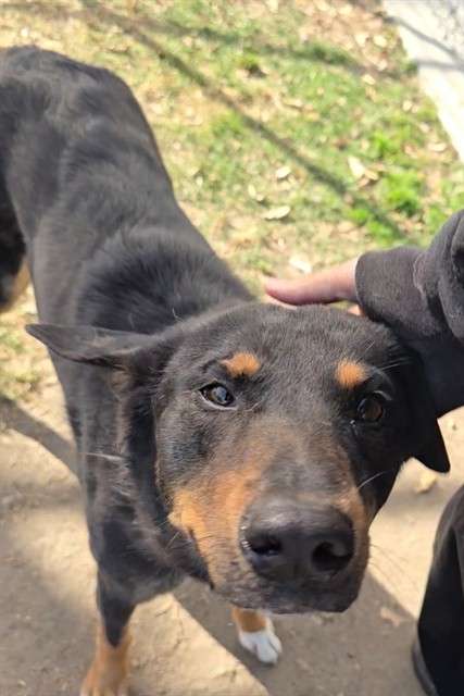 Liona, a Cattle Dog (mix breed), available for adoption