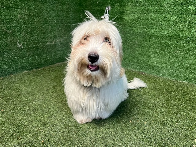 A5791183, a Coton de Tulear, available for adoption