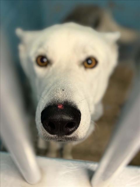 Other Photos of thie Dog