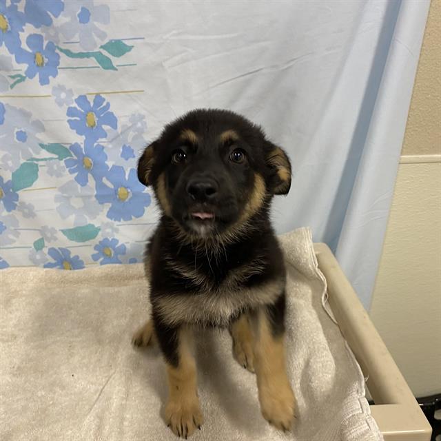 Sheyene, a German Shepherd, available for adoption