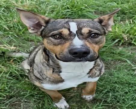 Germany, a American Staffordshire Terrier, available for adoption