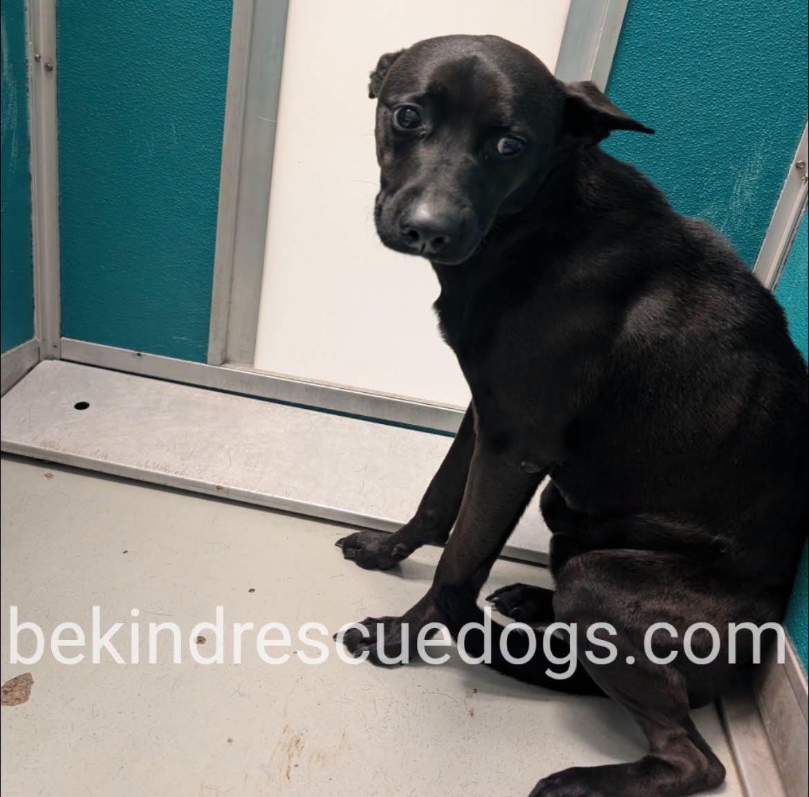 A478832, a Australian Kelpie, available for adoption