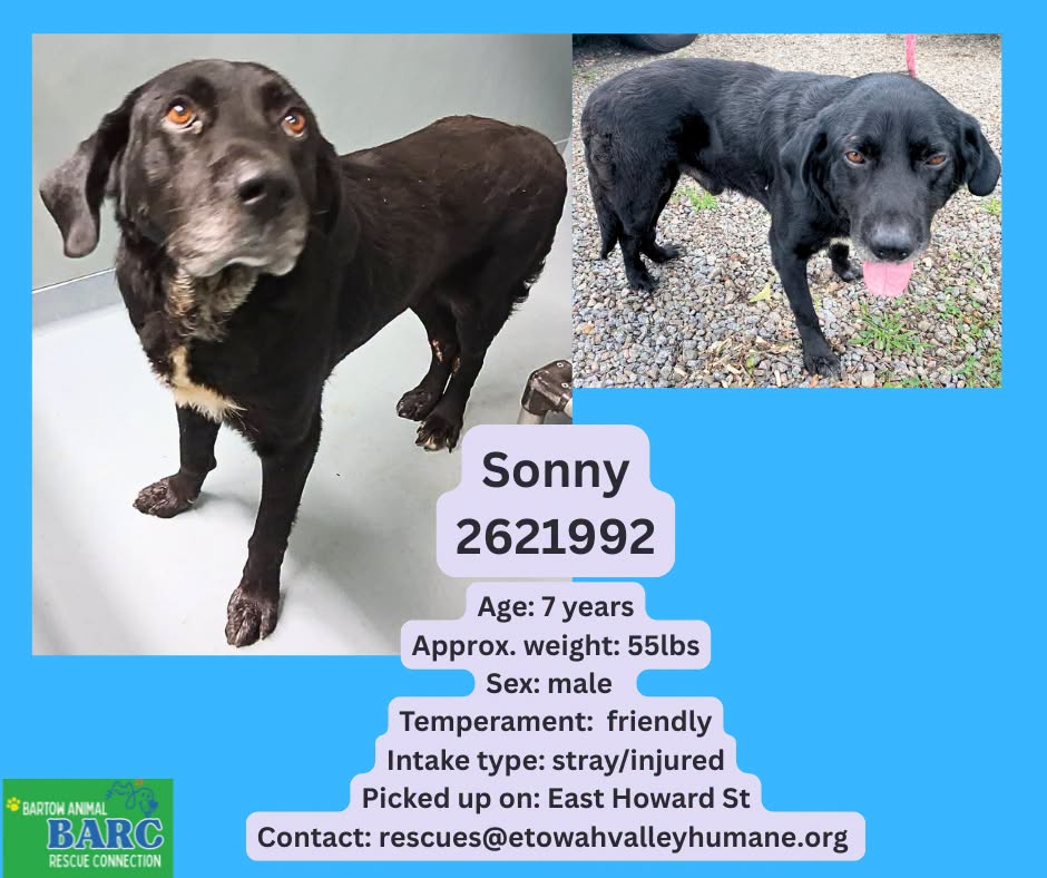 Sonny, a Labrador Retriever, available for adoption
