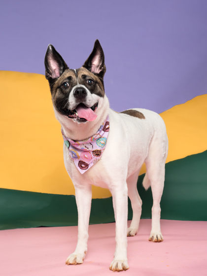 Athena, a Akita (mix breed), available for adoption
