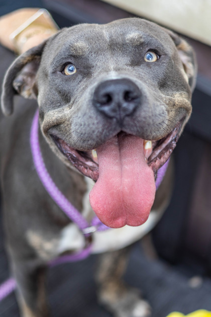 Shmook, a Pit Bull Terrier (mix breed), available for adoption