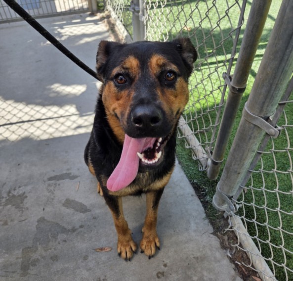 Carmen, a German Shepherd, available for adoption
