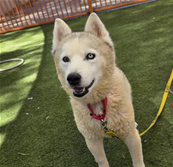 Oso, a Husky, available for adoption