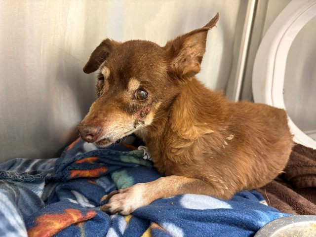 Adoptable pet photo