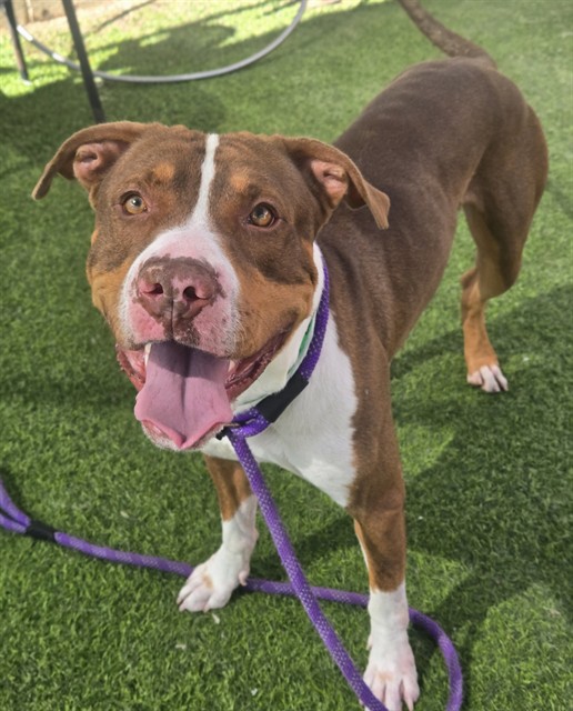 Adoptable pet photo