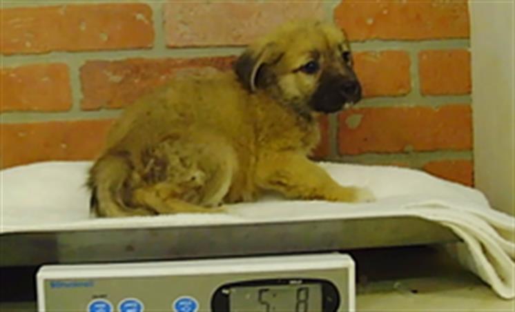 Adoptable pet photo