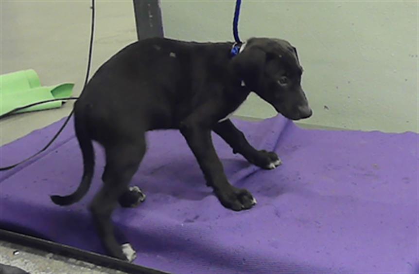 Adoptable pet photo