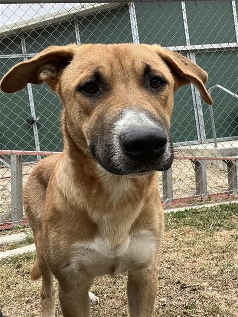 Adoptable pet photo