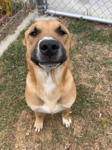 Other Photos of thie Dog
