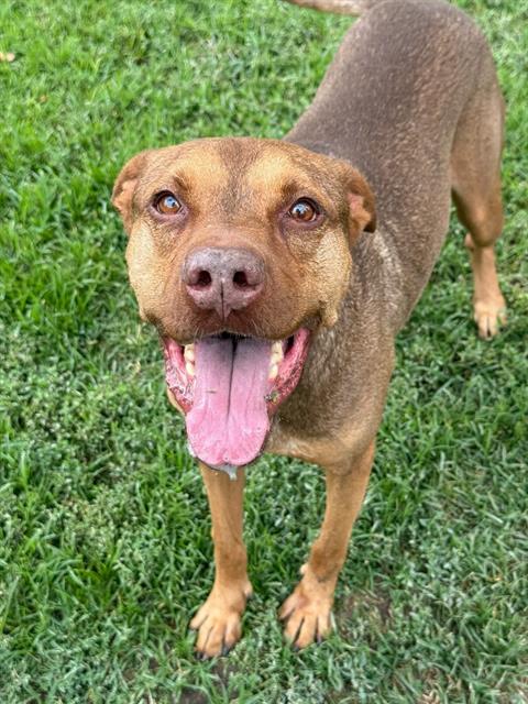 Adoptable pet photo