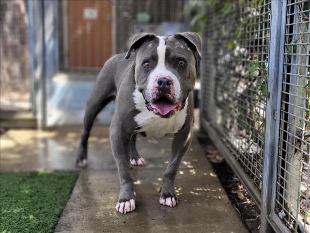 Pit Bull Terrier available for adoption