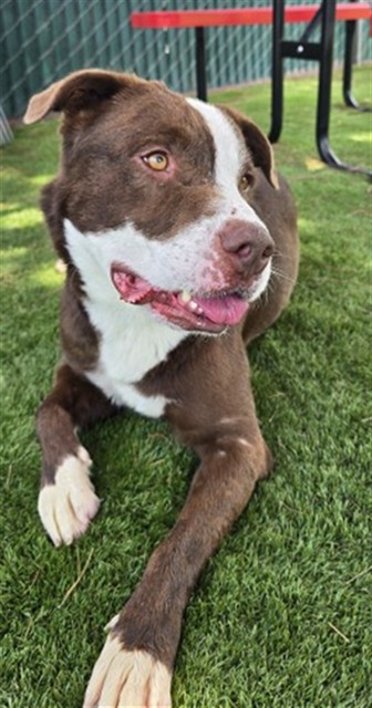 Pit Bull Terrier (mix breed) available for adoption