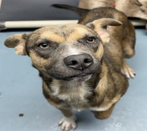 Staffordshire Bull Terrier (mix breed) available for adoption