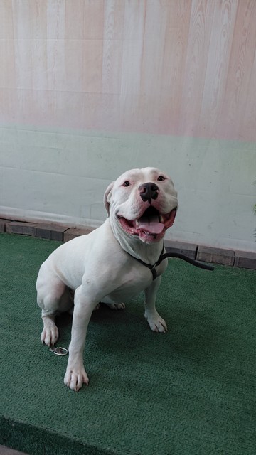 Chapo, a Bullmastiff, available for adoption