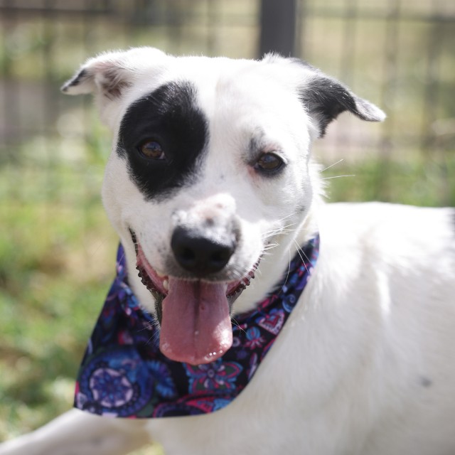 Harley, a American Staffordshire Terrier (mix breed), available for adoption