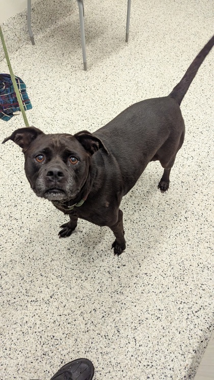 Salt Shaker, a Pit Bull Terrier, available for adoption