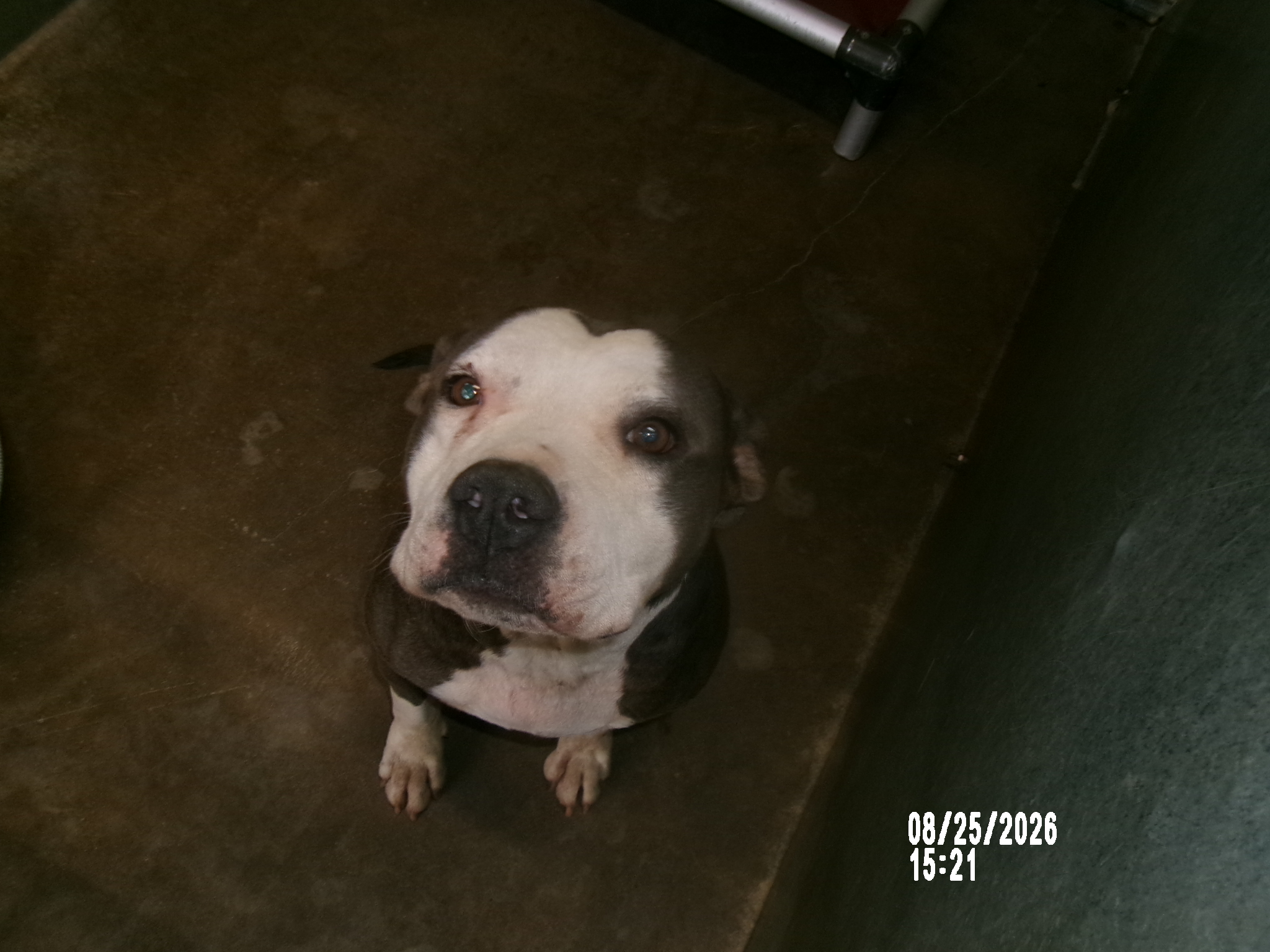 Isabella, a American Staffordshire Terrier (mix breed), available for adoption