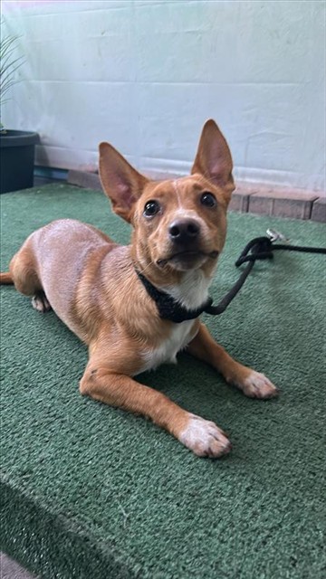 Norman, a Chihuahua, available for adoption