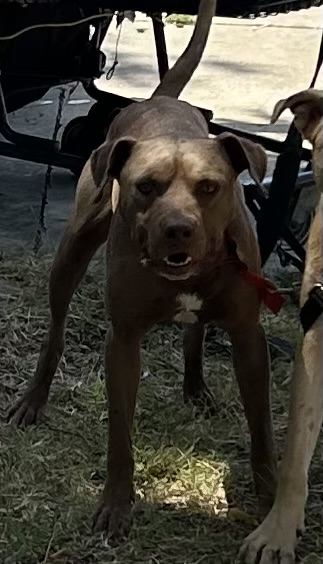 A479960, a Pit Bull Terrier (mix breed), available for adoption