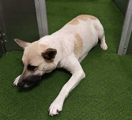 Mildred, a Akita, available for adoption