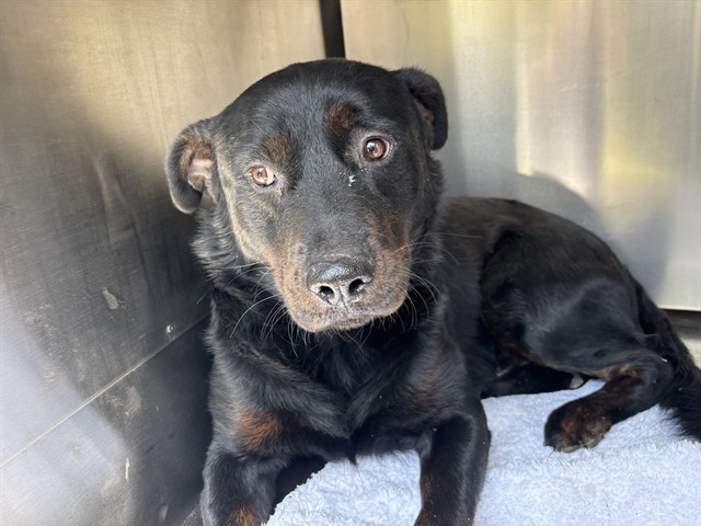 A480091, a Rottweiler, available for adoption