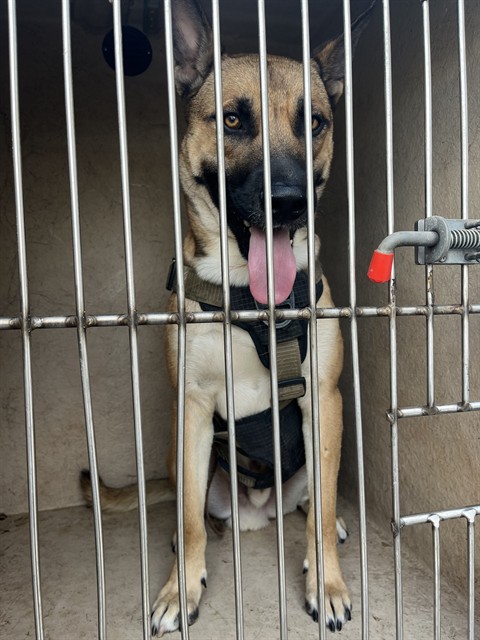 Big, a German Shepherd (mix breed), available for adoption