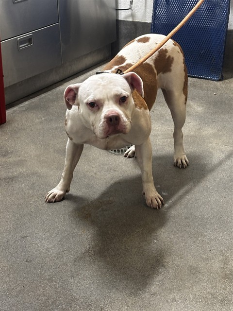Bella, a American Bulldog (mix breed), available for adoption