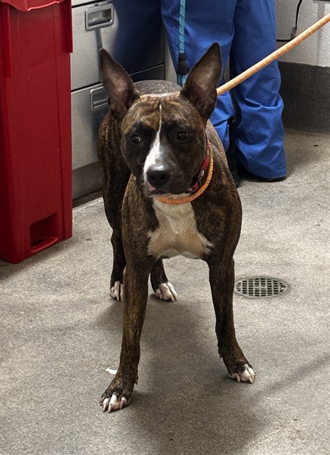 Jewels, a Bull Terrier (mix breed), available for adoption