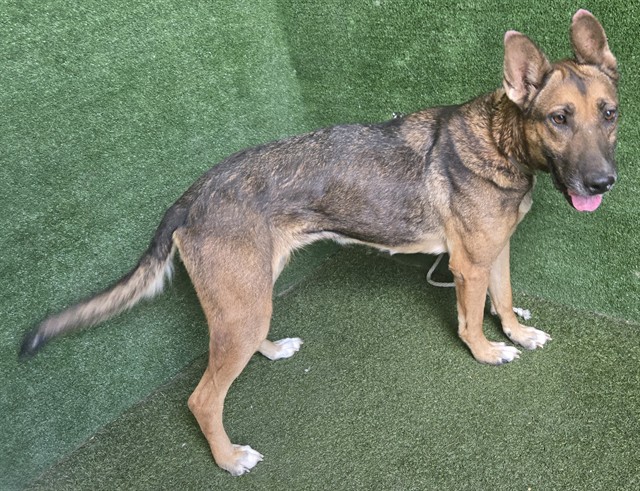 Gypsy, a German Shepherd, available for adoption