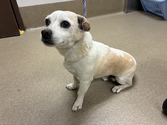 Pepe, a Chihuahua, available for adoption